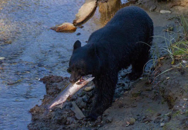 Photo of Ketchikan Black Bear & Wildlife Exploration